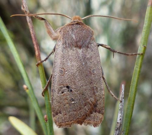 Réf. 274 425 : Conistra erythrocephala